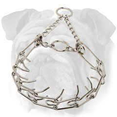 Chrome plated English Bulldog pinch collar for behavior  correction
