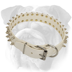 Royal white English Bulldog collar with nickel  hardware