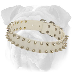 Chic English Bulldog collar with nickel spikes