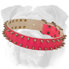 Trendy pink English Bulldog collar with 2 rows of  spikes