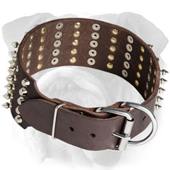 Luxury English Bulldog collar with tough hardware