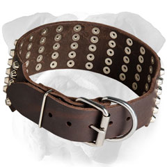 Chic English Bulldog collar with tough fittings