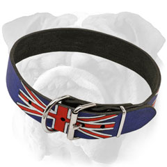 Safe English Bulldog collar with nickel hardware