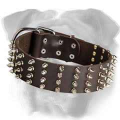 Trendy English Bulldog collar with nickel spikes