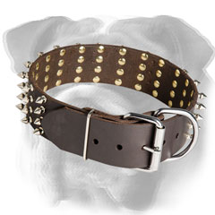 English Bulldog collar with reliable hardware