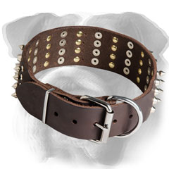 Easy adjustable English Bulldog collar with strong  hardware