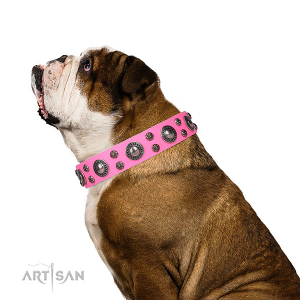 English Bulldog stunning leather dog collar for stylish walking