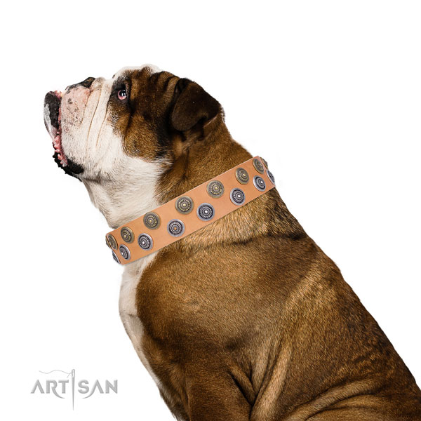 English Bulldog fashionable full grain leather dog collar for comfy wearing