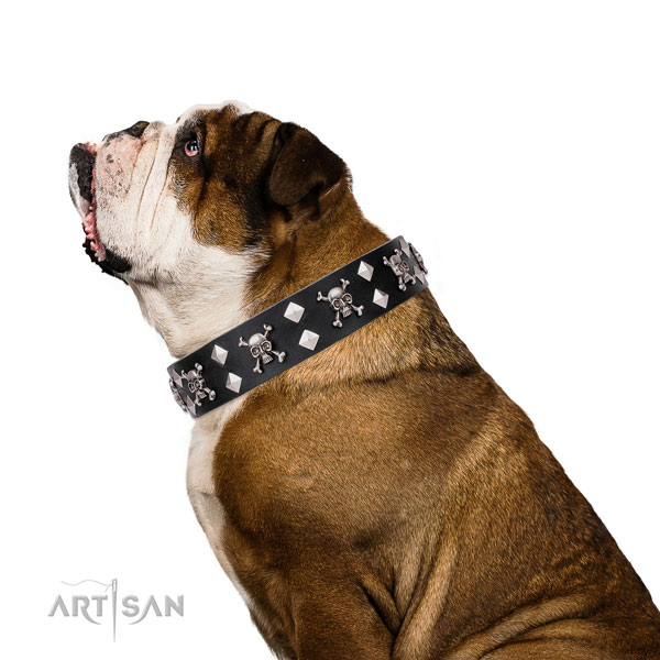 English Bulldog trendy leather dog collar for everyday use
