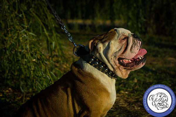 English Bulldog black leather collar adjustable  nickel plated hardware for safe walking