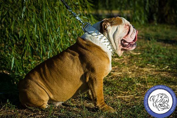 English Bulldog leather collar of high quality adorned with spikes for stylish walks