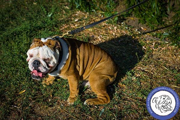 English Bulldog leather collar with rust-resistant brass plated hardware for perfect control