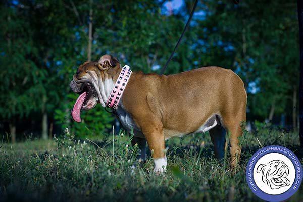 English Bulldog leather collar with duly riveted studs for daily walks