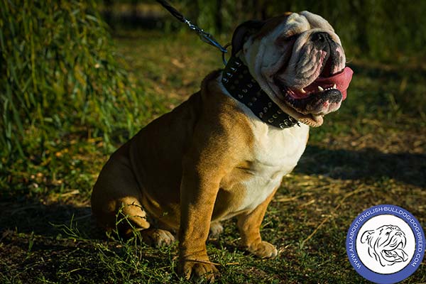 English Bulldog black leather collar extra wide with handset adornment for walking in style
