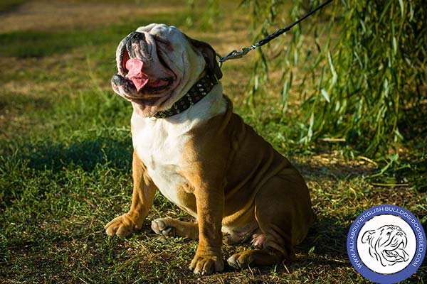 English Bulldog black leather collar adjustable  adorned with spikes and studs  for daily walks