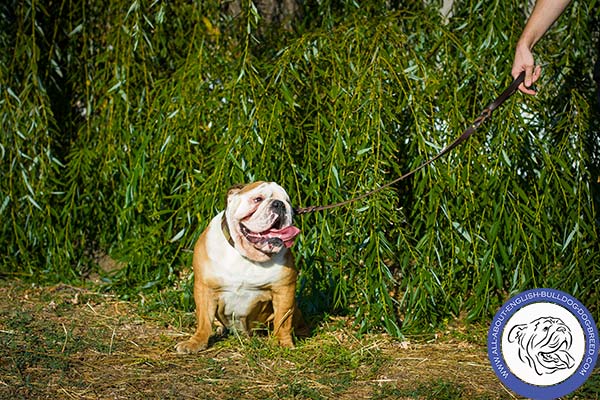 English Bulldog brown leather collar of genuine materials with brass plated hardware for walking