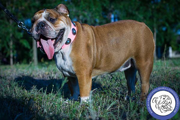 English Bulldog pink leather collar of genuine materials with plates for walking