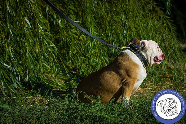 English Bulldog leather collar of high quality with spikes set in row for daily activity