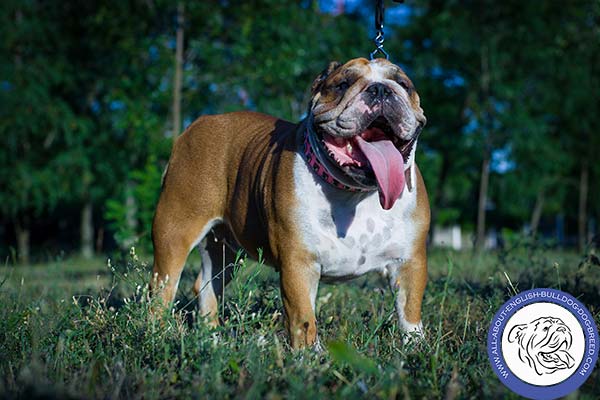 English Bulldog pink leather collar with reliable nickel plated fittings for daily walks
