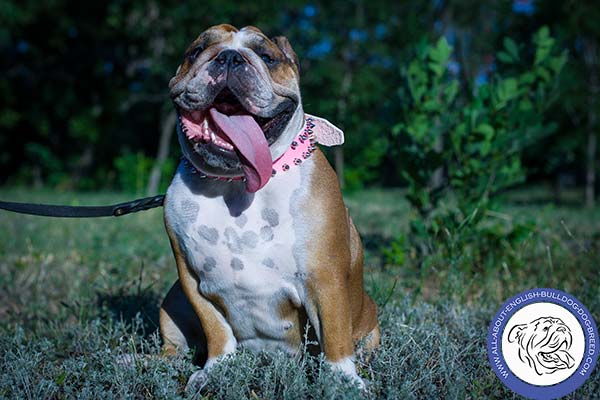 English Bulldog pink leather collar of genuine materials adorned with spikes for daily activity