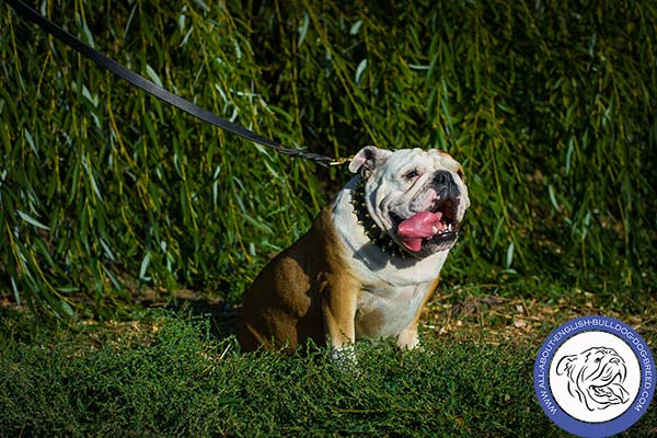 English Bulldog black leather collar adjustable  brass plated fittings for daily activity