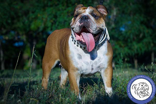 English Bulldog leather collar of high quality with handset decoration for daily walks