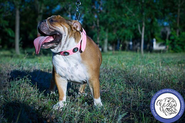 English Bulldog leather collar with non-corrosive nickel plated hardware for perfect control