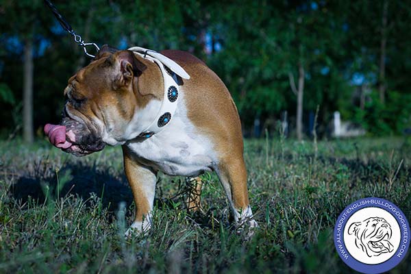 English Bulldog white leather collar of high quality decorated with plates for any activity