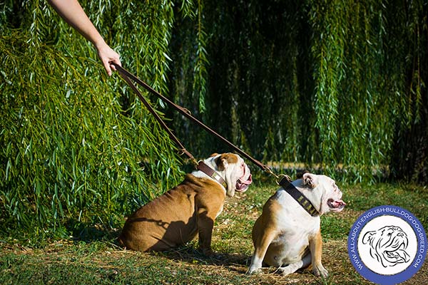 English Bulldog brown leather collar adjustable  with plates set in row for quality control