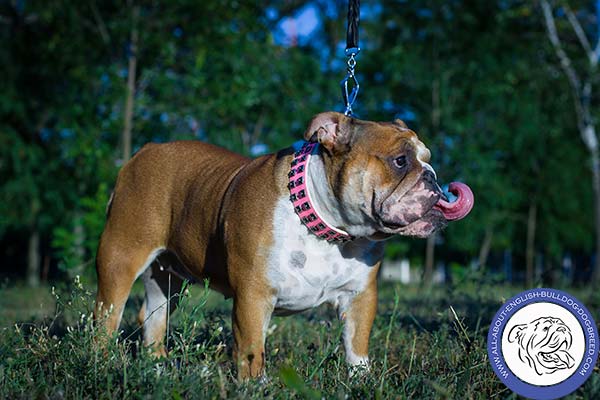 English Bulldog pink leather collar of genuine materials with studs set in row for any activity