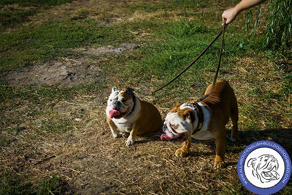 English Bulldog brown leather collar of high quality adorned with plates for daily activity