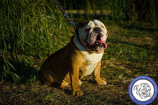 English Bulldog black leather collar of high quality with nickel plated fittings for daily activity