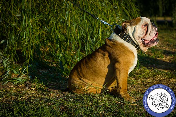 English Bulldog black leather collar of high quality with handset adornment for stylish walks