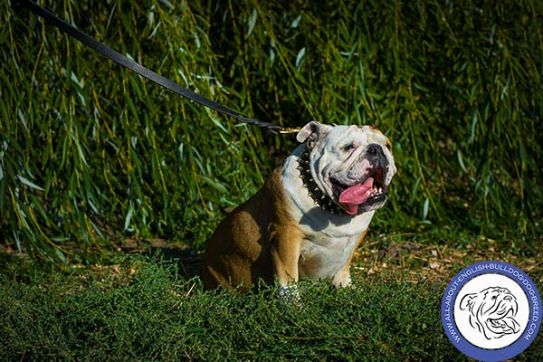 English Bulldog leather collar with non-corrosive hardware for walking