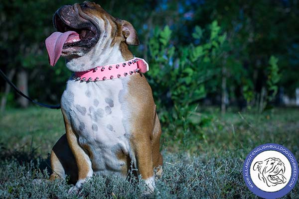 English Bulldog pink leather collar with corrosion resistant hardware for walking