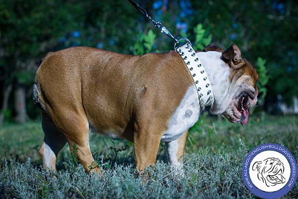 English Bulldog leather collar with strong fittings for daily activity