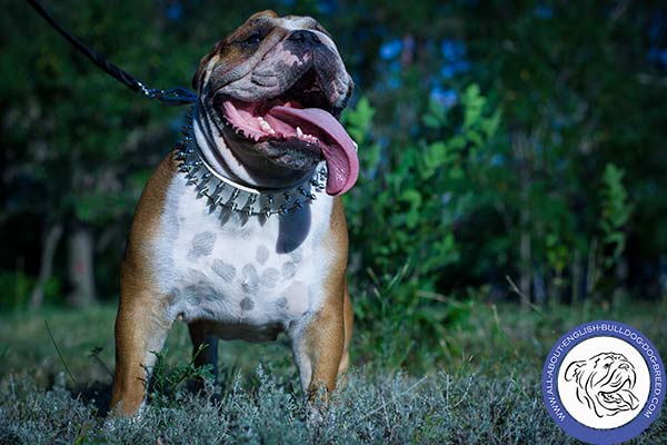 English Bulldog leather collar of genuine materials with handset spikes for walking in style