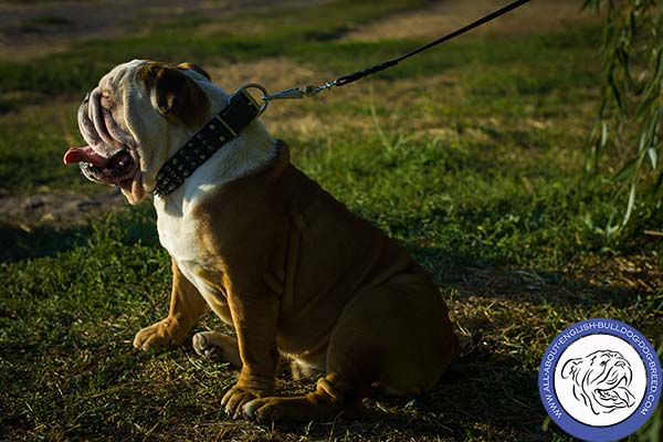 English Bulldog black leather collar with durable hardware for walking