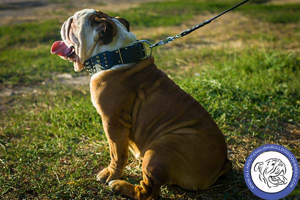 English Bulldog black leather collar with rust-proof hardware for quality control