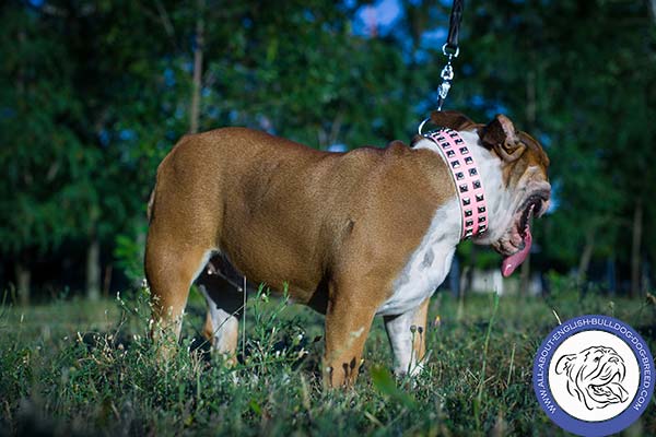 English Bulldog pink leather collar with non-corrosive hardware for quality control