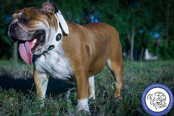 English Bulldog leather collar with durable fittings for basic training