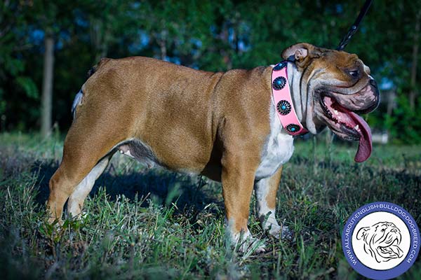 English Bulldog pink leather collar wide with handset adornment for daily walks