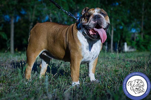 English Bulldog white leather collar with rustless nickel plated hardware for quality control