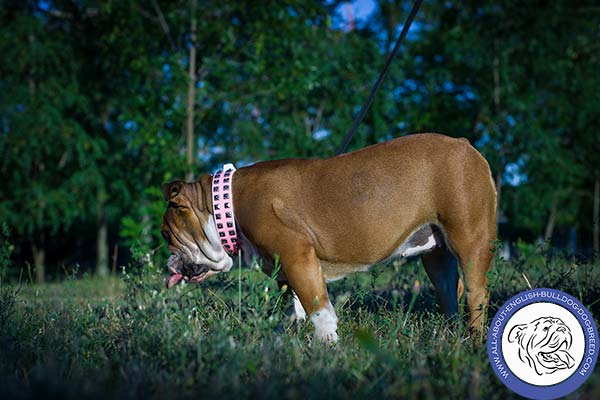 English Bulldog leather collar of high quality studded for safe walking