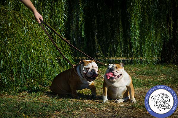 English Bulldog brown leather collar wide with traditional buckle for improved control