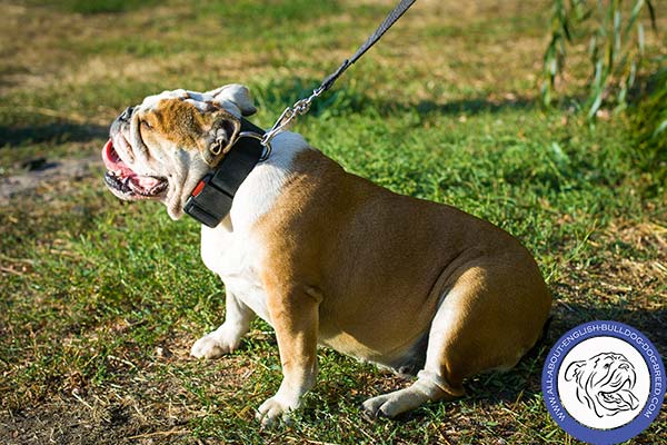 English Bulldog nylon collar of high quality with quick release buckle for quality control