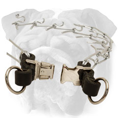 Pinch collar with quick release buckle for English  Bulldog