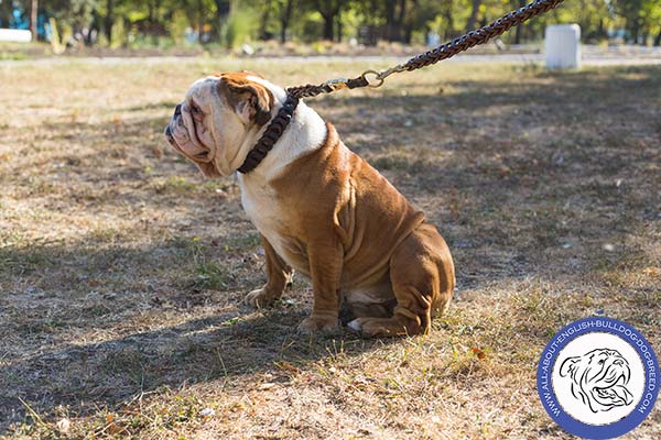 Leather English Bulldog Collar Fully Braided