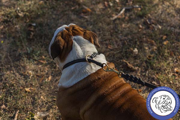 Safe English Bulldog Choke Collar with Brass O-rings