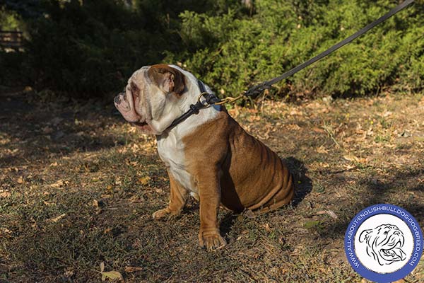 Hand-decorated Leather Choke Collar for English Bulldog